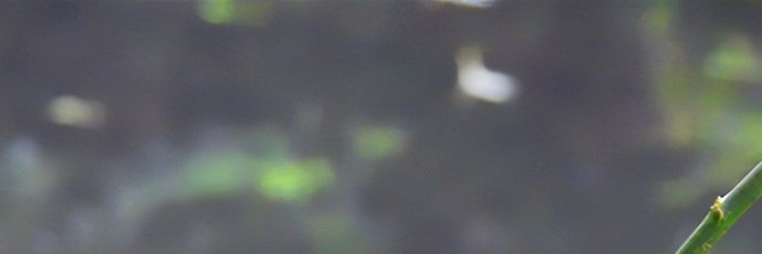 Gloria Knight banner