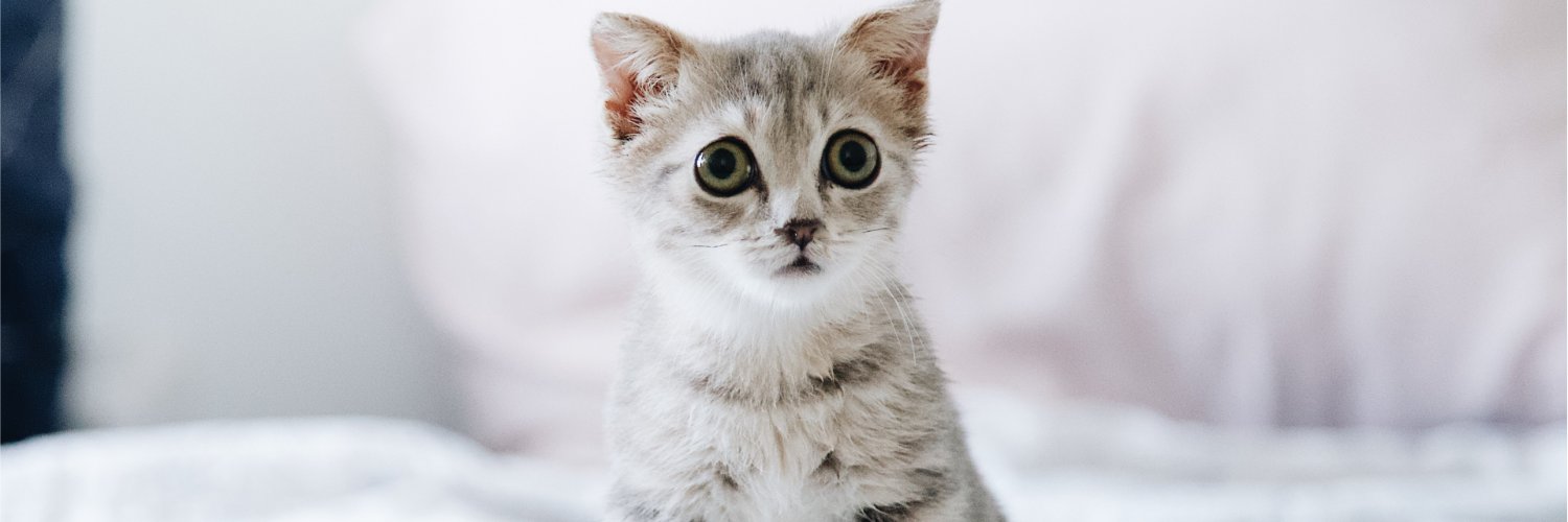 CatLoveToken's profile banner image