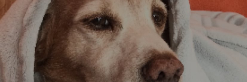SparkleSam4's profile banner image