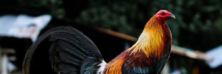 racigan's profile banner image