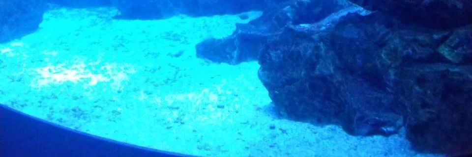 🍊オレンジ🌻 banner