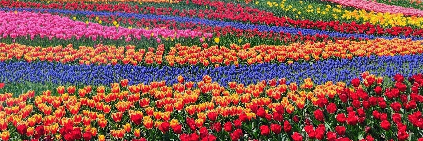 福産🌷 banner