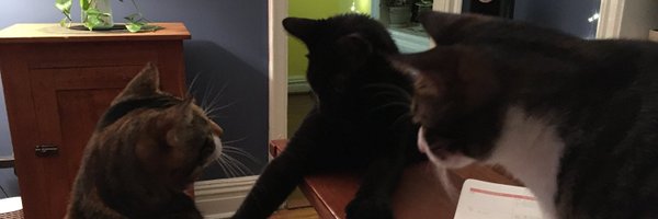 meowtree Profile Banner