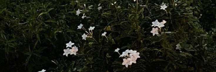 ✿ banner