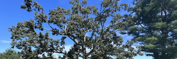 nftjimmybones Profile Banner