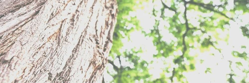 SilLenAnt's profile banner image