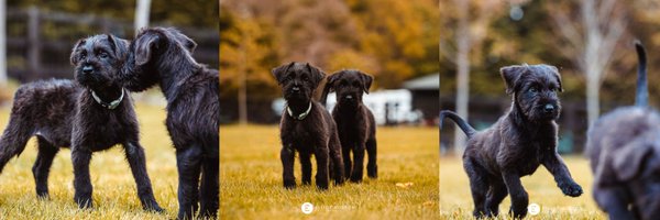 Ceara59341215 Profile Banner