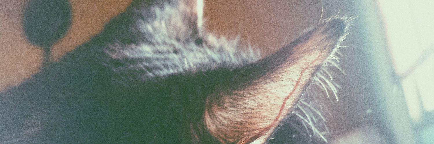 AlbaaNPC's profile banner image