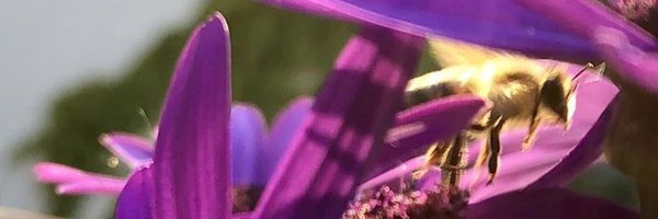 sanderchan Profile Banner