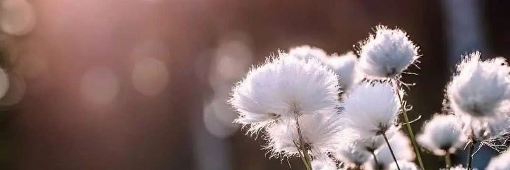 S88S999's profile banner image