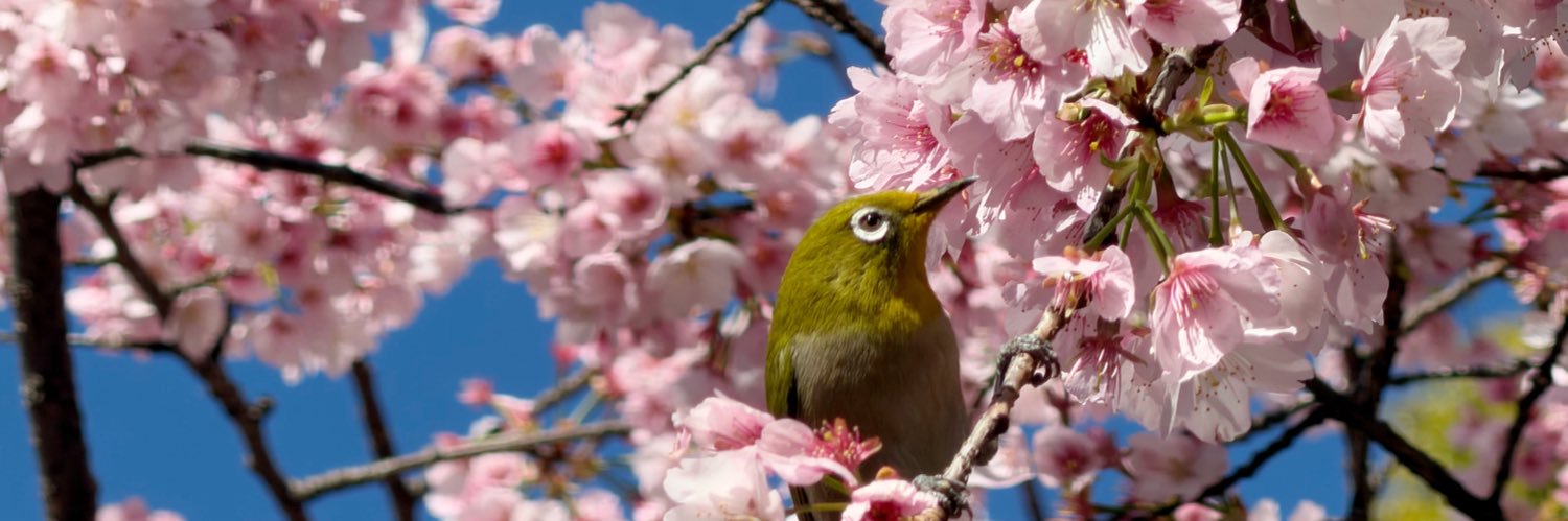 your fav ho(nooko) banner