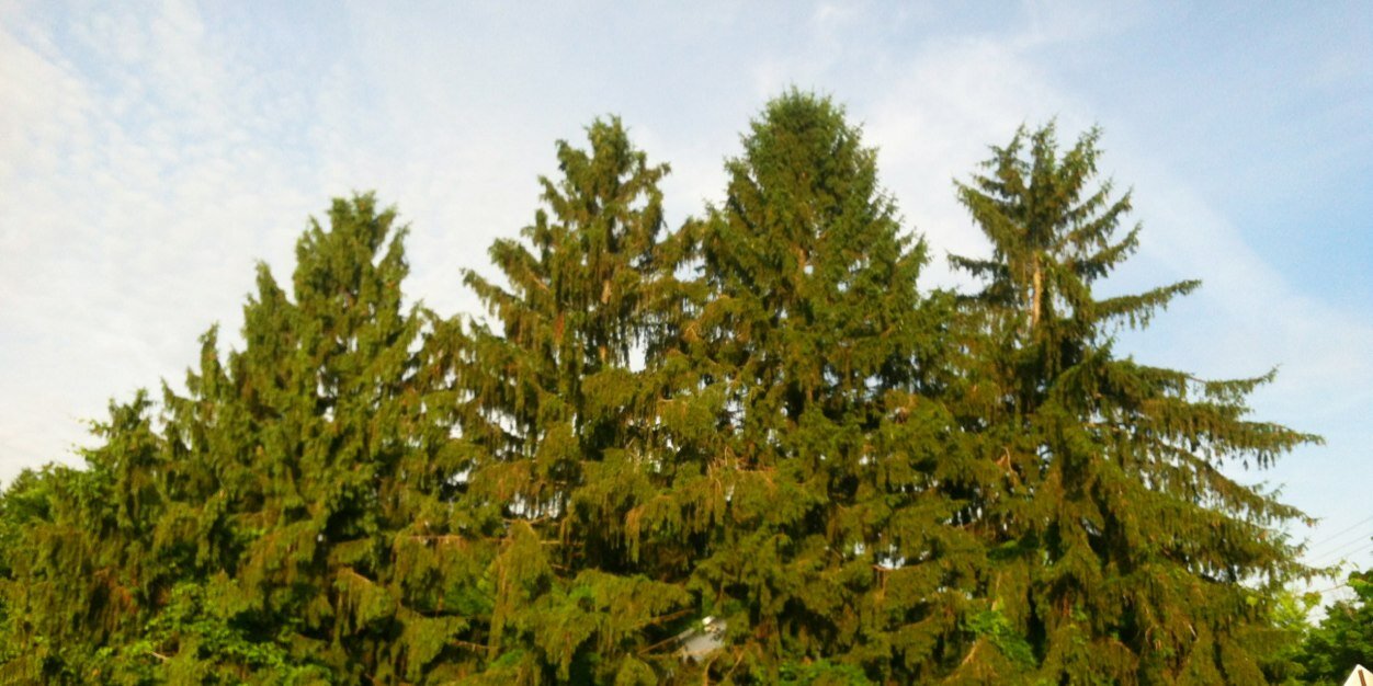 4PinesFarmer's profile banner image
