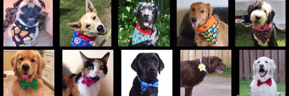 PetGifter's profile banner image