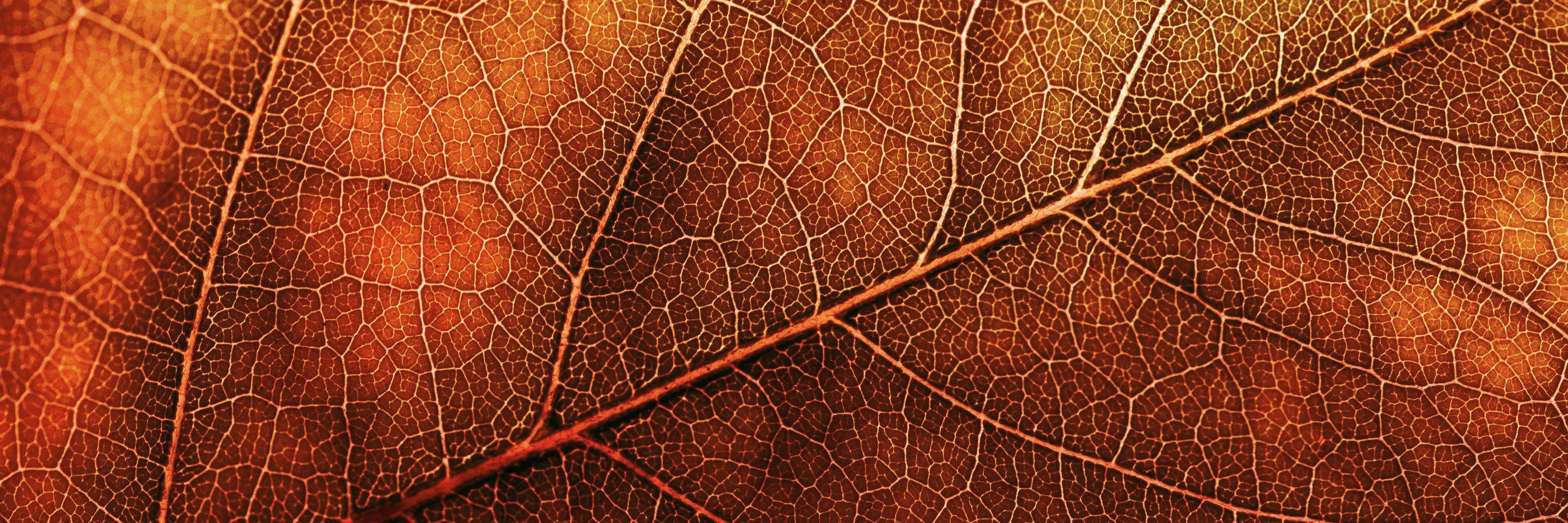 ecoclimax's profile banner image