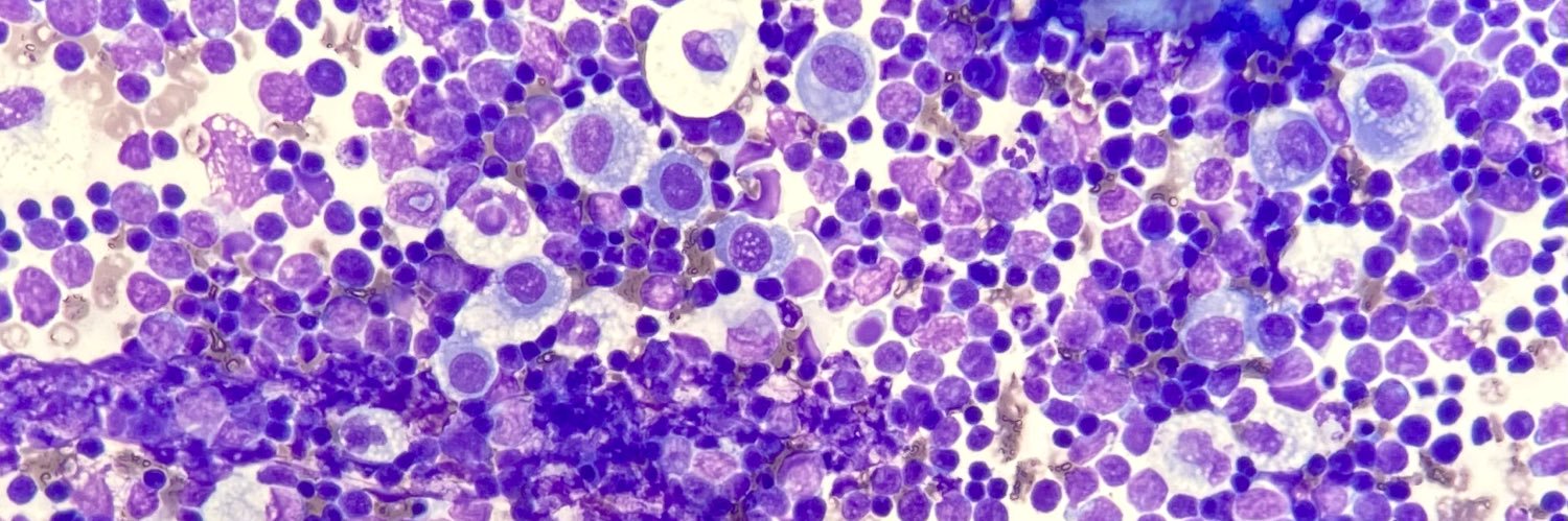 Nathan McGrath banner