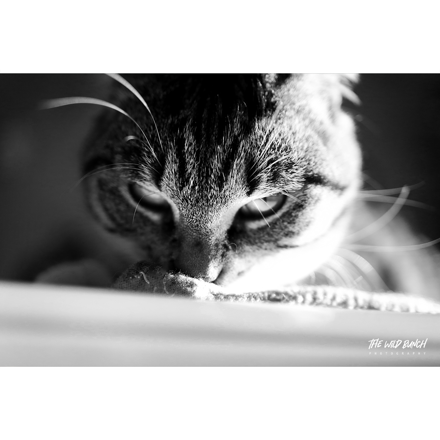 Ms.Fledermaus banner