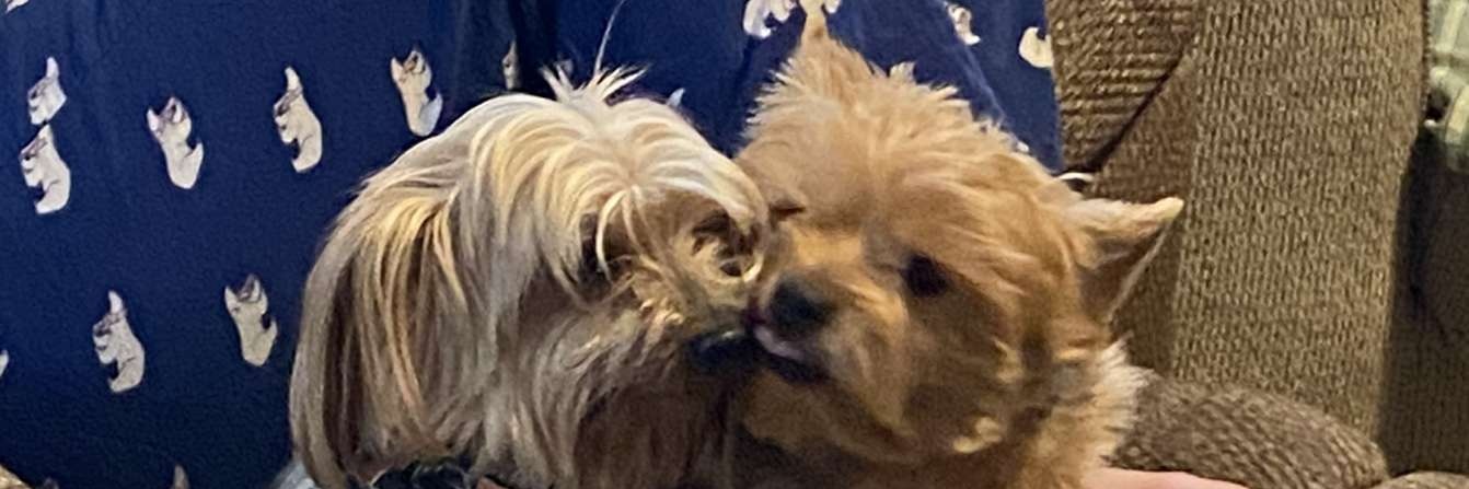 lechuga717's profile banner image