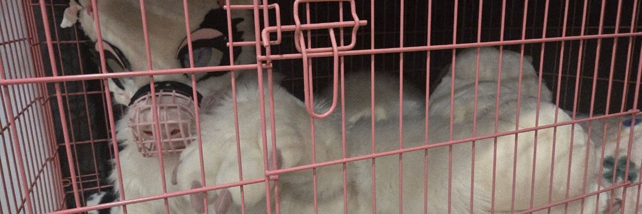 Fidget The Bat🦇 banner