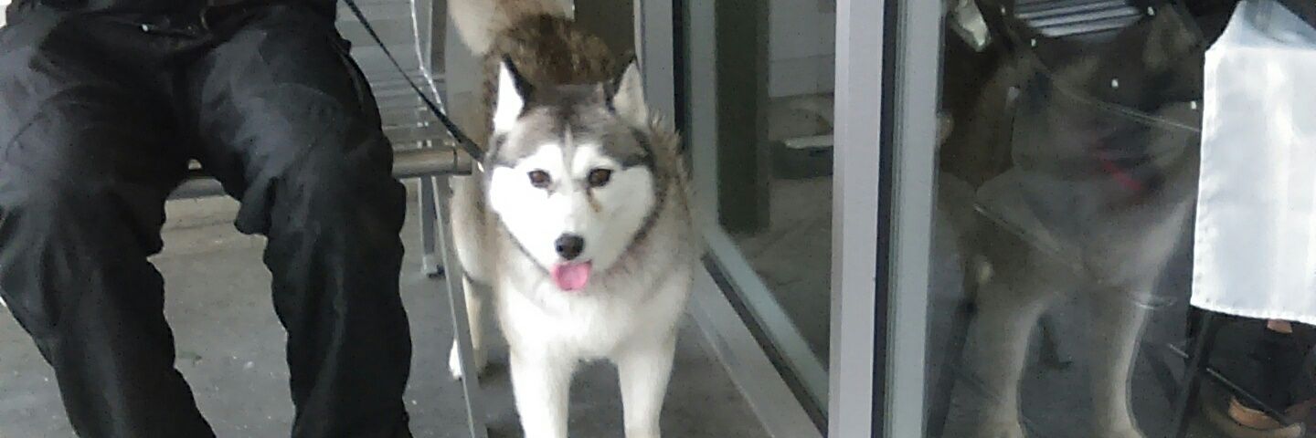 Noah banner