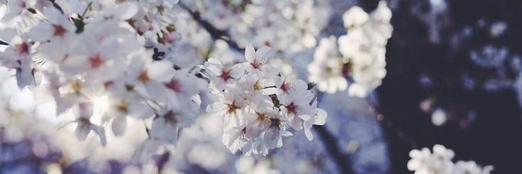 Tokio54664708's profile banner image