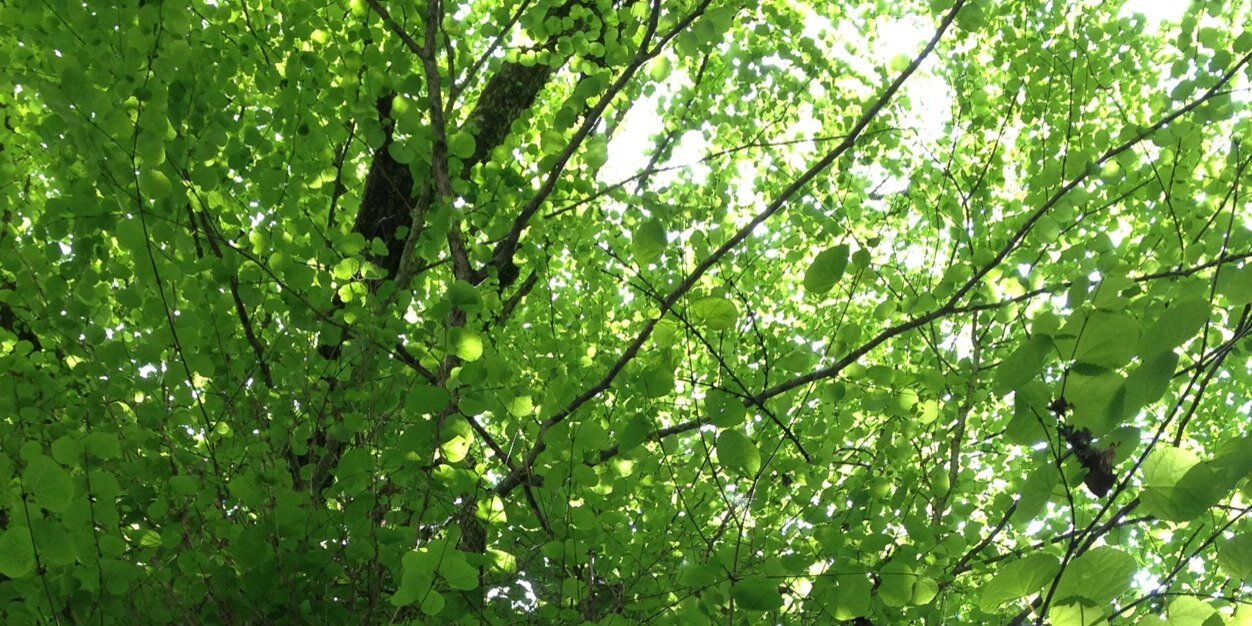hemochi's profile banner image