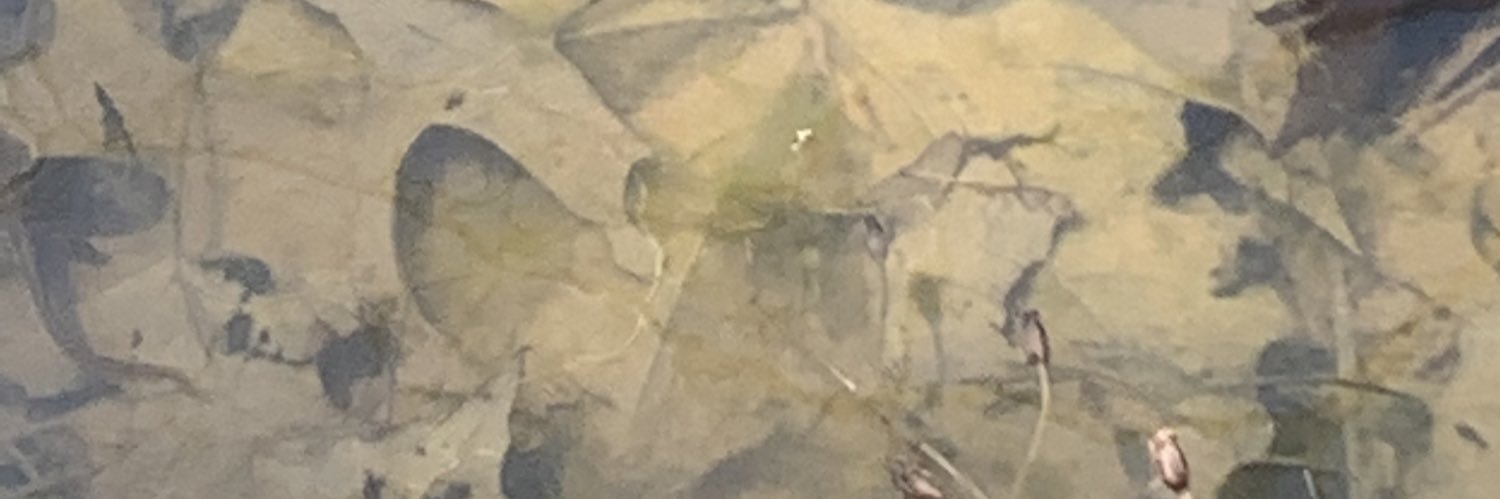 TB Thomas’s Shitshow banner