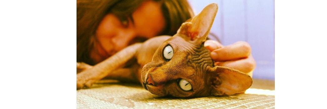 Cat_2222's profile banner image