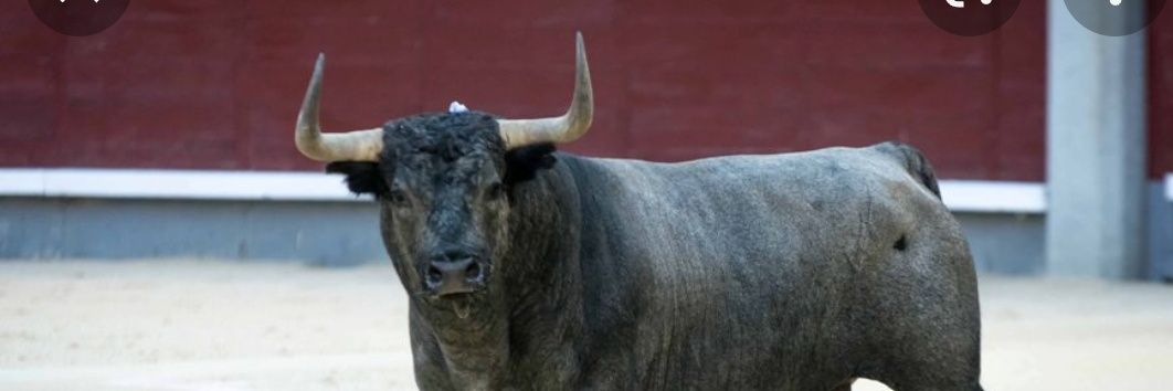 ÚnicoReyElToro🇪🇦 banner