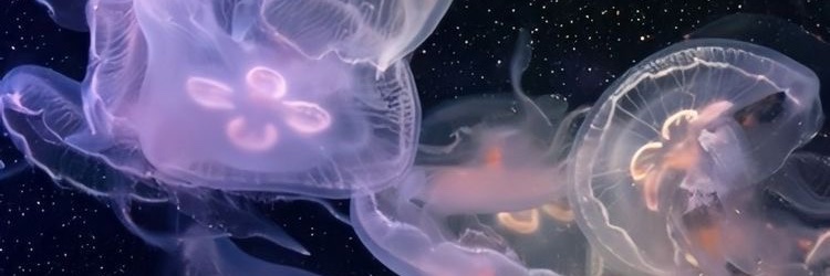dani's banner