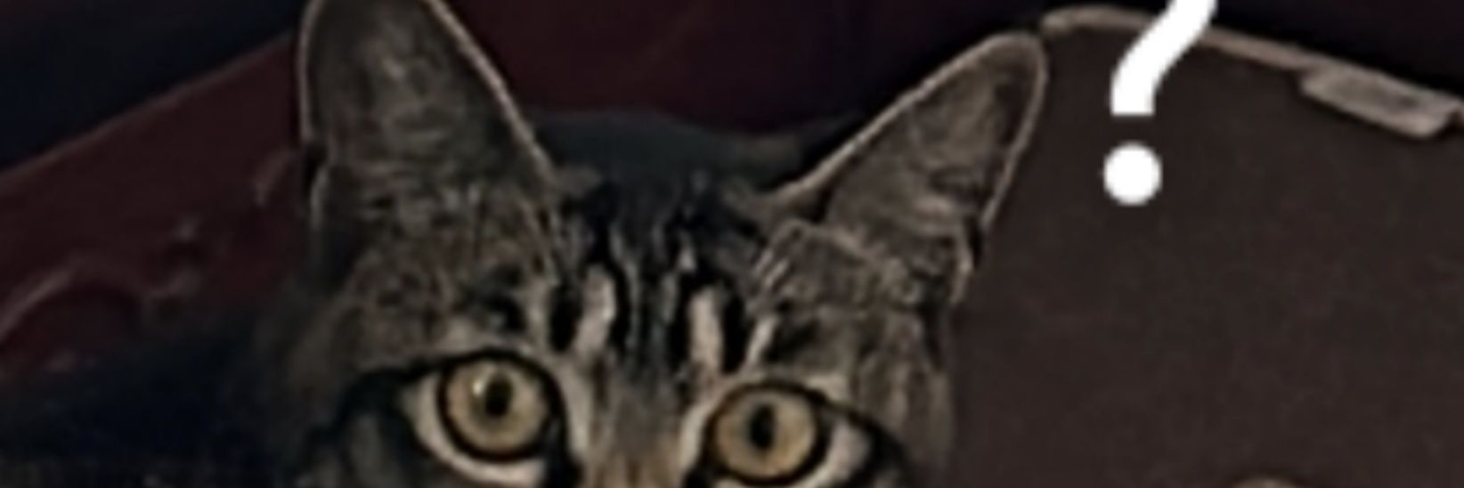 Fried rice maniac banner