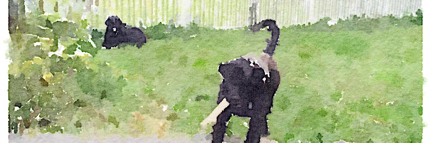 aqhutton's profile banner image