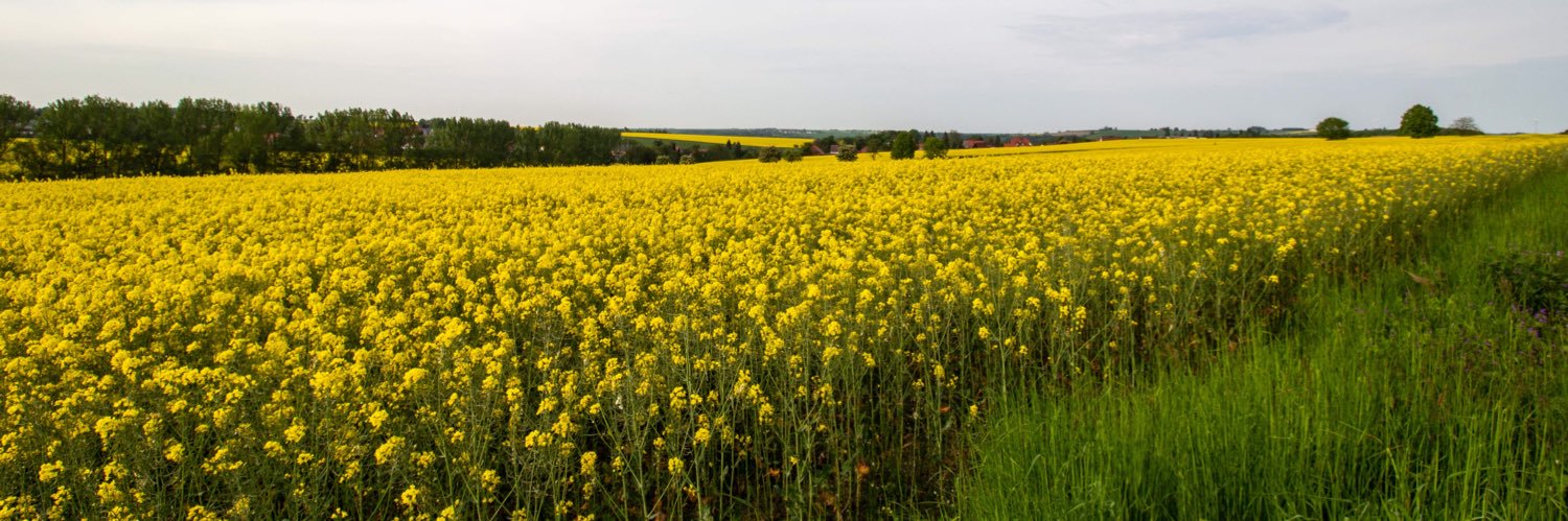 Der alte Sachse banner