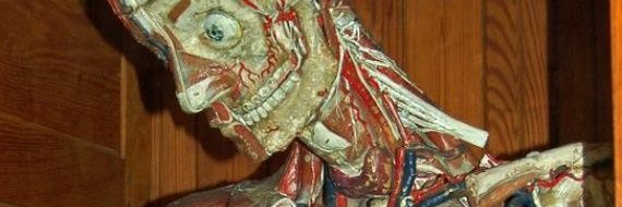 ★tujefa ★ banner