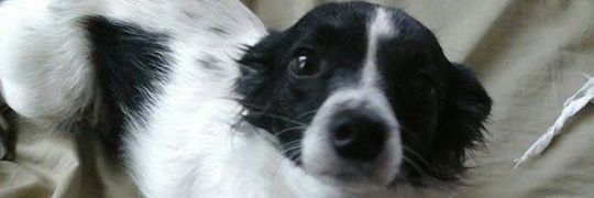 catmonster873 banner