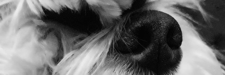 moscinthia's profile banner image
