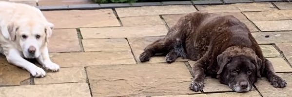 SimmsNick12🌍 banner