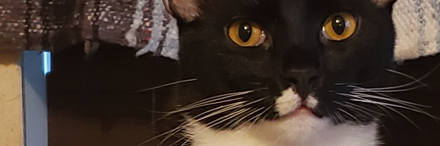 average enjoyer of ass and tacos 🌮🐝🐝 banner