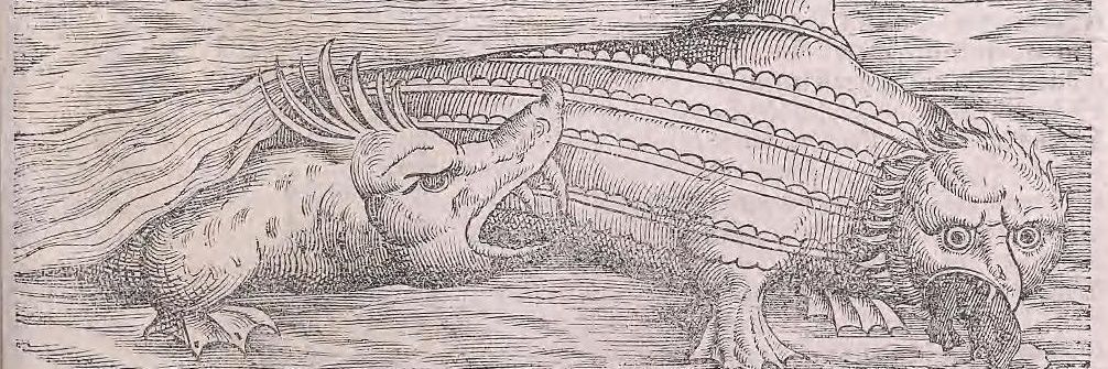 FìshVóice banner