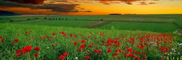 Motene Harison banner