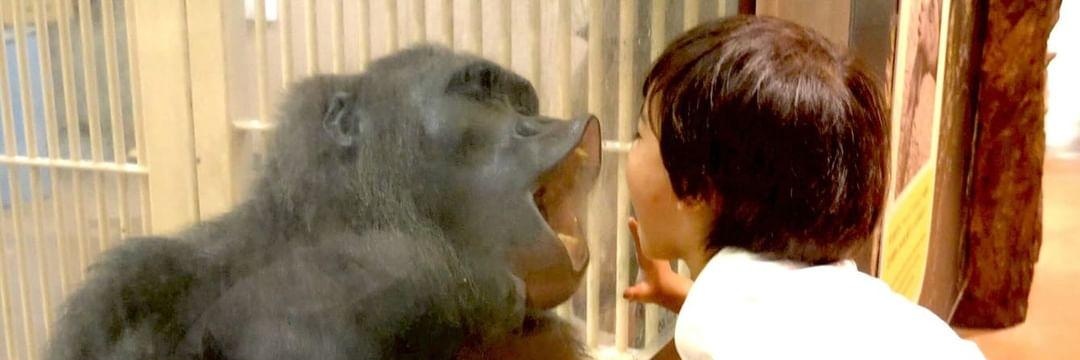 🦍こうくんママ🦍's banner