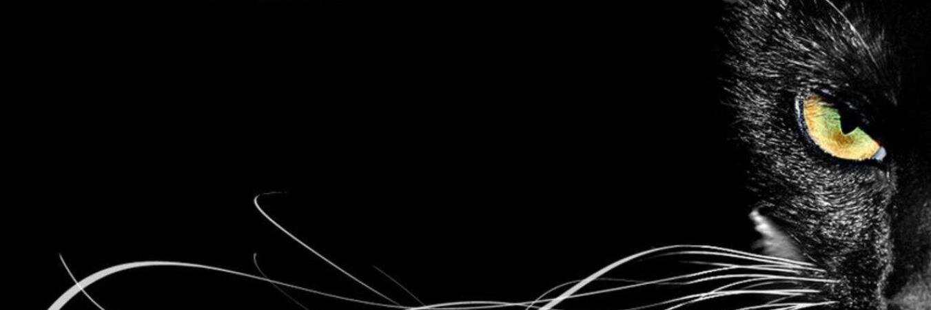 Caytania's profile banner image