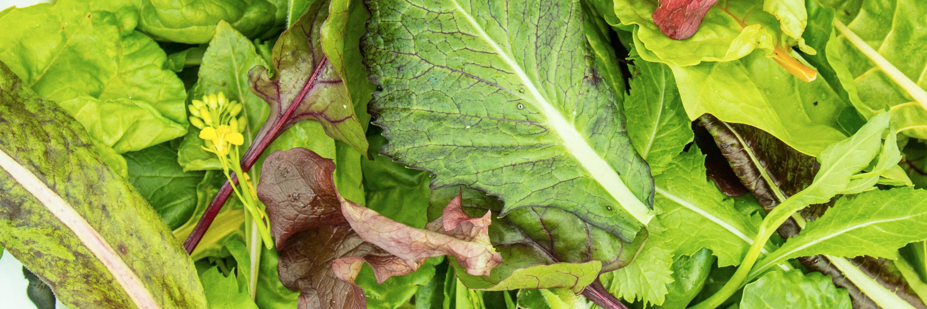 EatSmallFood's profile banner image