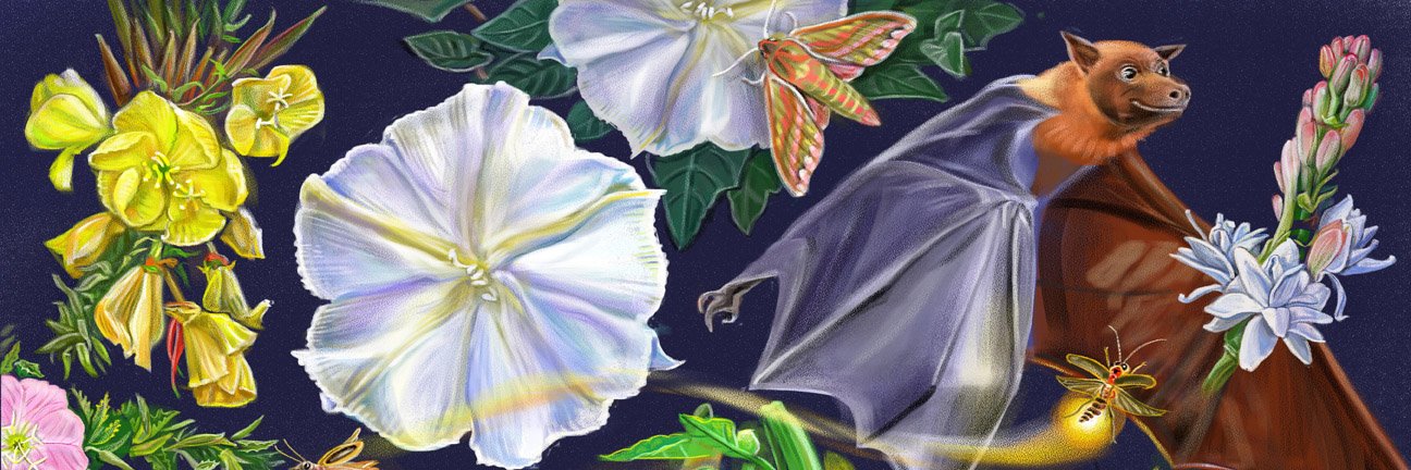 Cathy Morrison banner