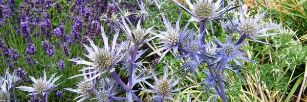 traceymadden Profile Banner