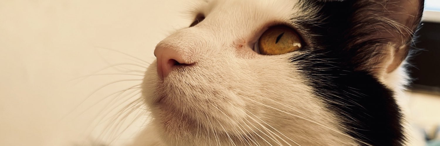 patricioalbert's profile banner image