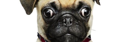 ZecaPug's profile banner image