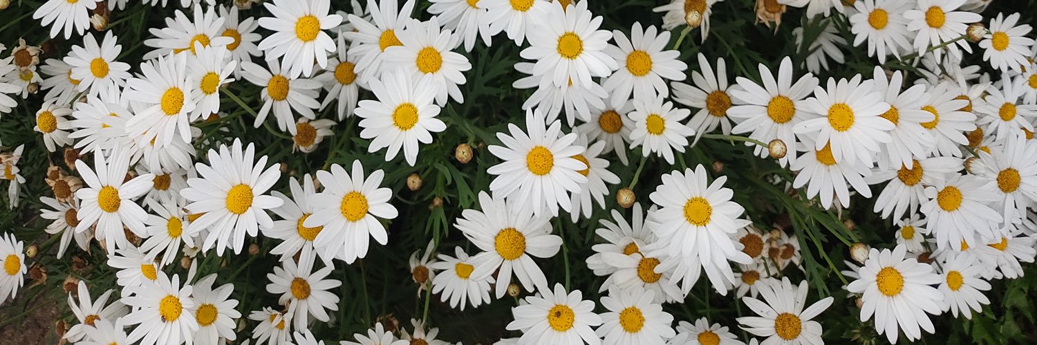 acreana de santarém 🌻 banner