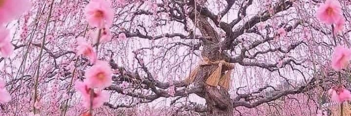 Giiliane's profile banner image