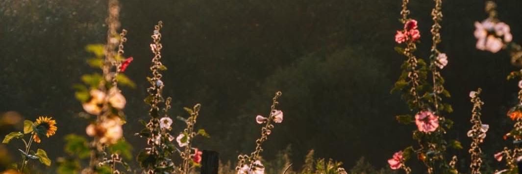 THidly's profile banner image