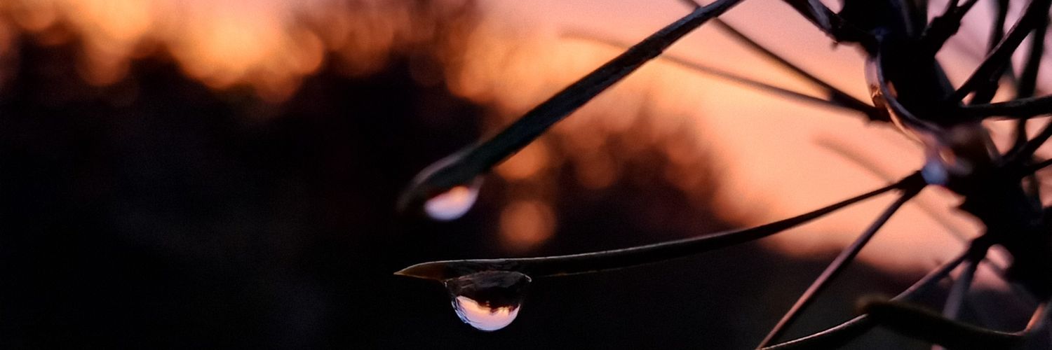 мацуО песьО banner